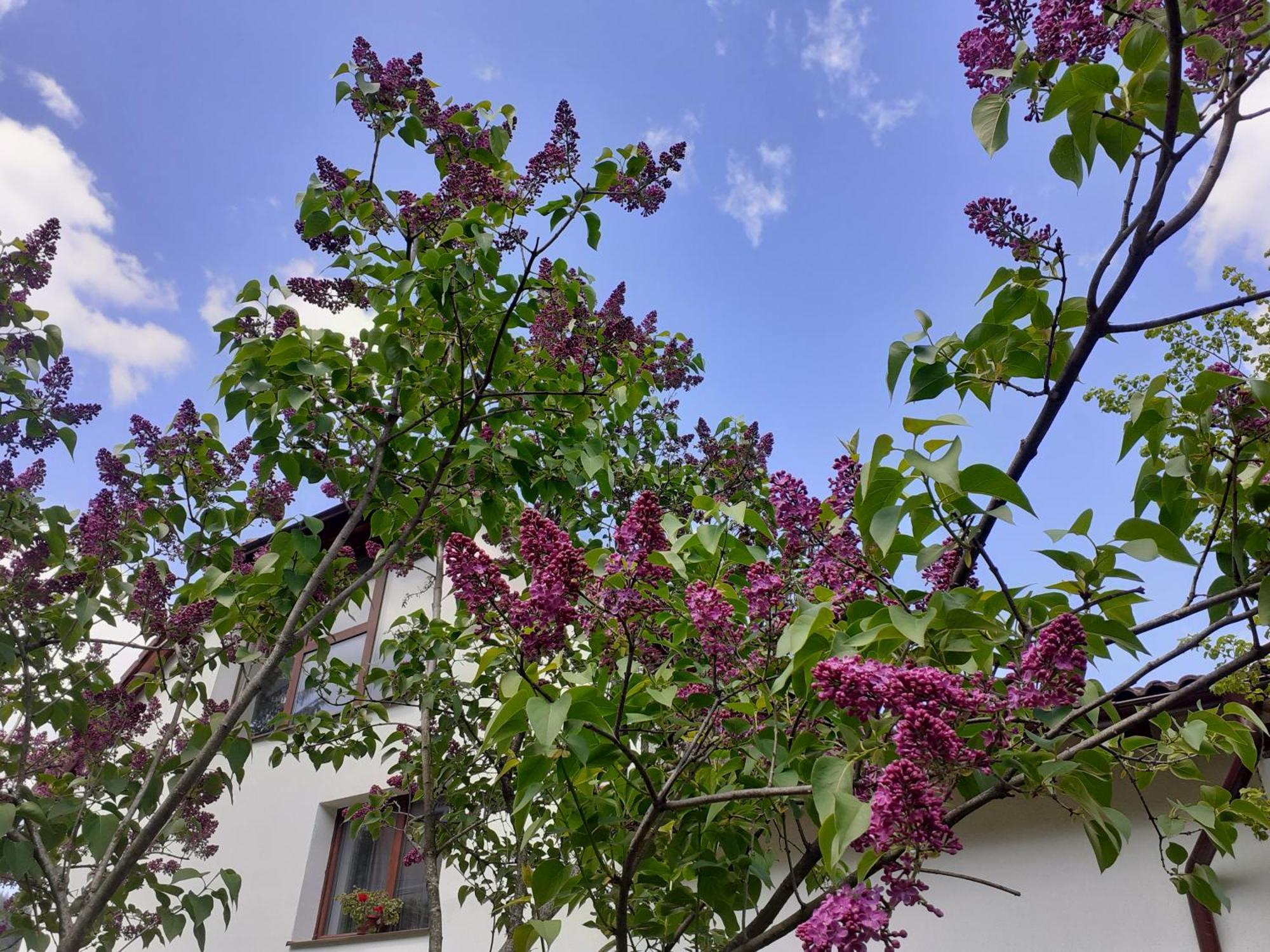 Ferienwohnung R-House Brașov Zimmer foto